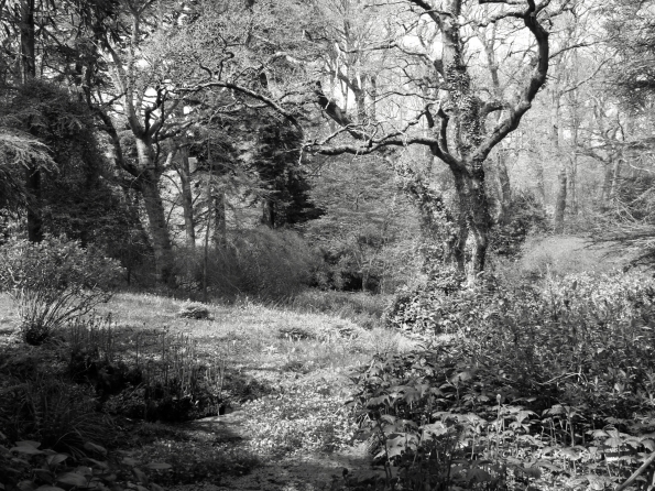 Bois des Moutiers (52b) Mai 2012